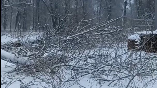 Інформація щодо випилювання дерев поблизу "Водокачки"